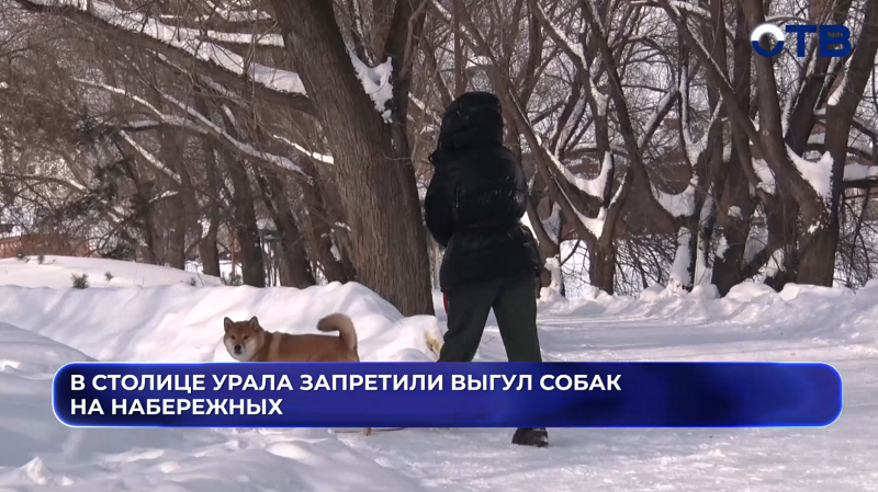 Выгул собак и катание на лошадях на набережных Екатеринбурга теперь под запретом