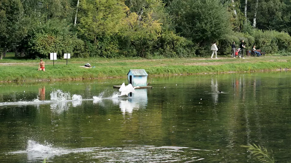 В Волчихинское водохранилище выпустили мальков сазана