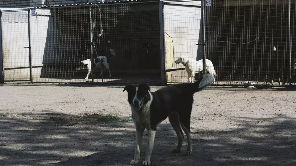 2 миллиона рублей на приюты для бездомных животных