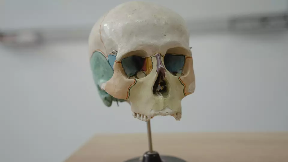 Студенты-медики начали изучать анатомию человека с помощью 3D-атласа