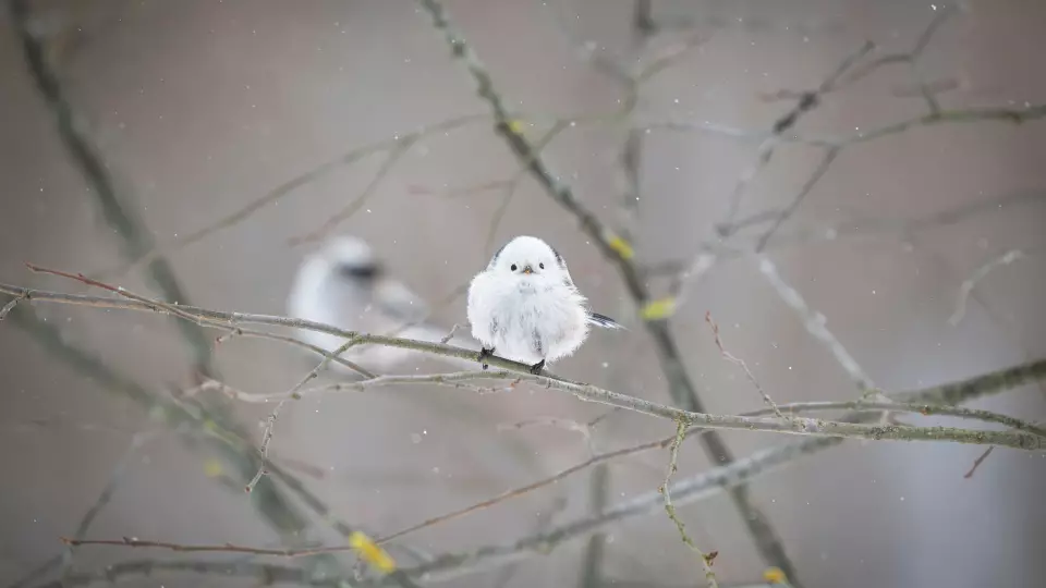 В Самаре фотограф запечатлел необычную птицу