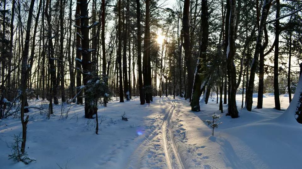 «Центроспас» в Югре нашел заблудившегося в лесу лыжника