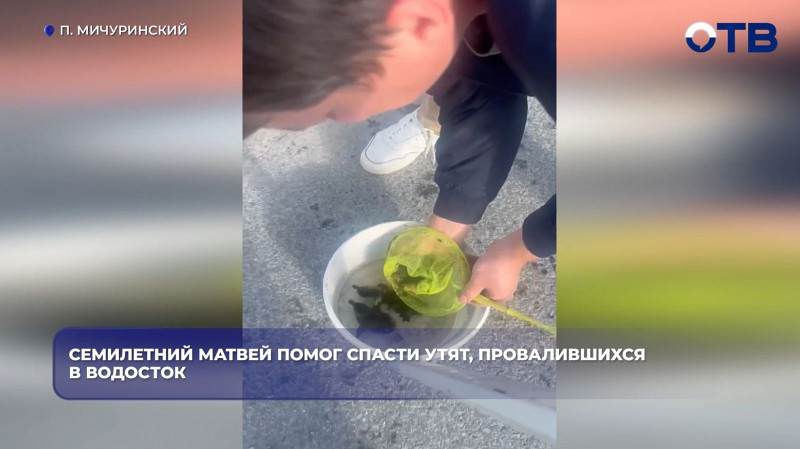 Семилетний мальчик из Мичуринского спас утят из водостока с помощью сачка