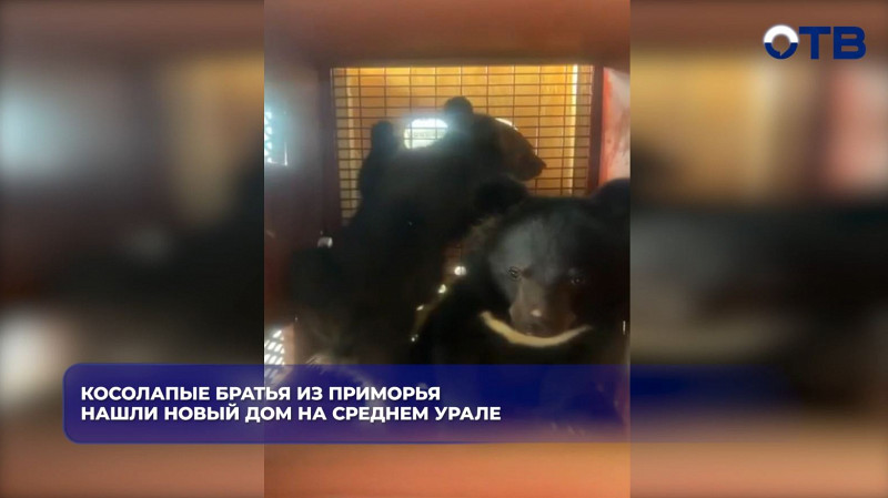 Медвежата-сироты из Приморья обрели новый дом на Среднем Урале
