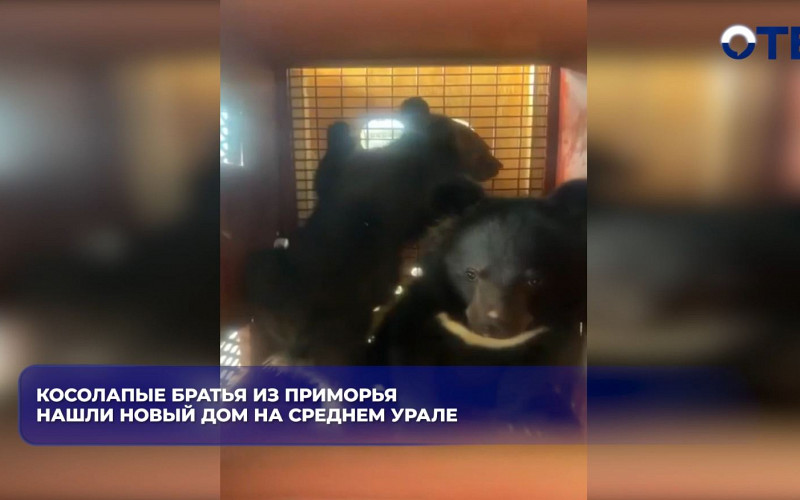 Медвежата-сироты из Приморья обрели новый дом на Среднем Урале