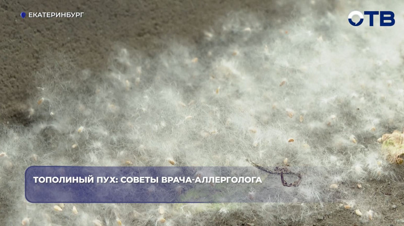 Врач рассказала, как пережить сезон тополиного пуха в Екатеринбурге