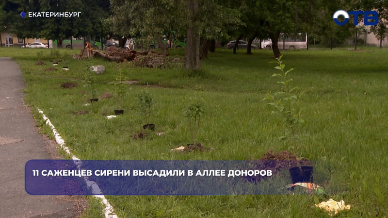 11 кустов сирени посадили доноры в Екатеринбурге