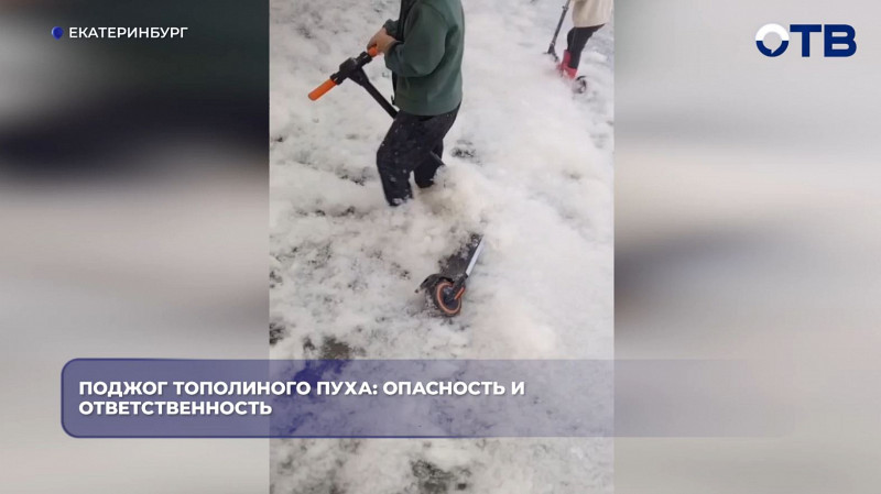 МЧС предупредило об опасности поджога тополиного пуха на Урале