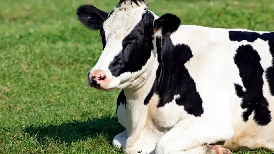 Солнцезащитный крем может изменить вкус коровьего молока