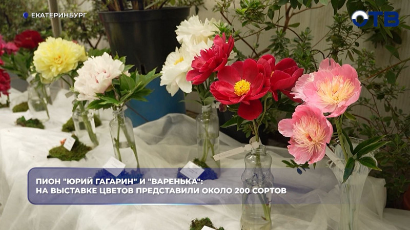 В Ботаническом саду Екатеринбурга открылась выставка 200 сортов пионов