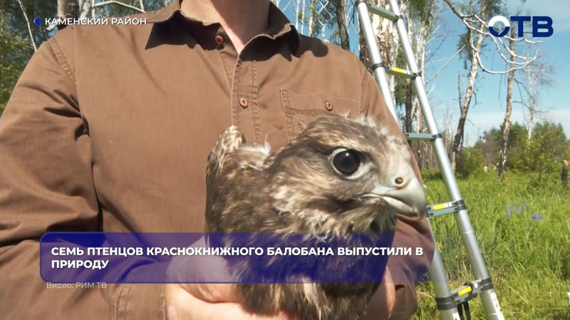 Семь птенцов краснокнижного балобана выпустили в Каменском районе