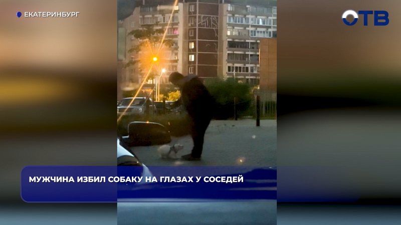 В Екатеринбурге мужчина избил собаку на глазах у соседей