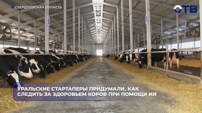Выпускники УрФУ создали ИИ для распознавания хромоты у коров