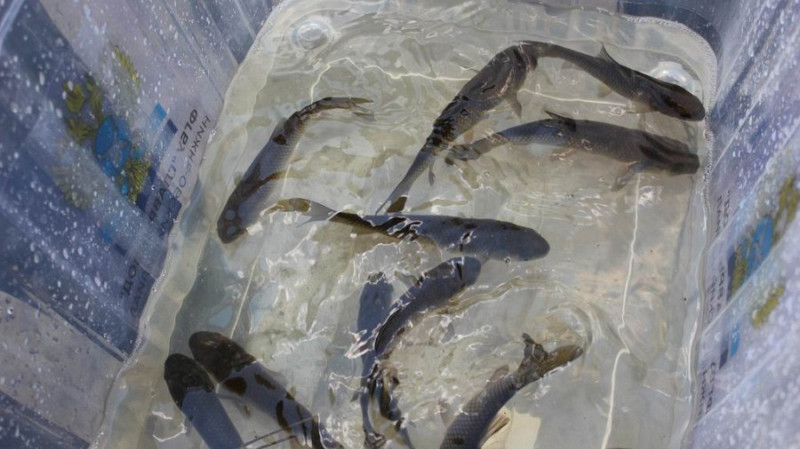 20 тысяч мальков белого амура выпустили для очистки водоёма