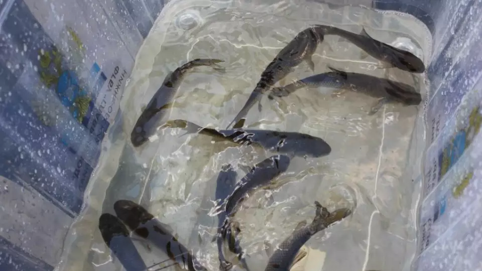 20 тысяч мальков белого амура выпустили для очистки водоёма