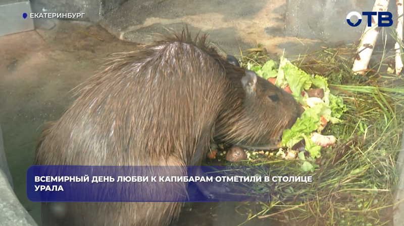 Екатеринбургский зоопарк впервые отметил Всемирный день любви к капибарам