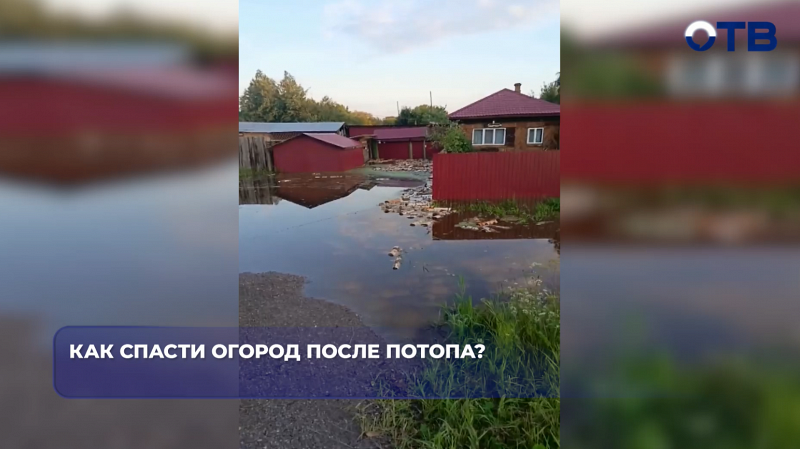 Дожди и паводок уничтожили урожай свердловских дачников: садоводы спасают то, что осталось