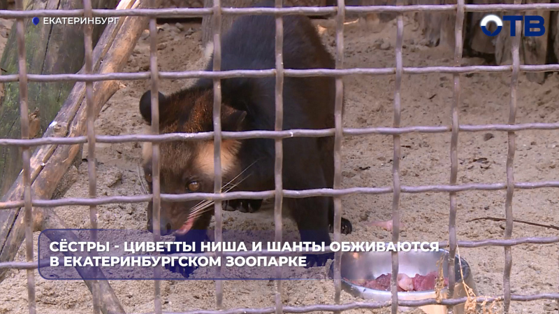 В Екатеринбургский зоопарк из Новосибирска приехали две масковые пальмовые циветты — сёстры Ниша и Шанти