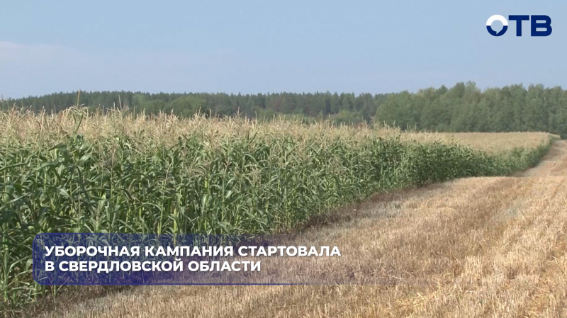 На Свердловских полях стартовала уборочная кампания — заготовлено 370 тысяч тонн силоса