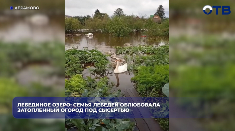 Лебединое озеро: семья лебедей облюбовала затопленный огород под Сысертью