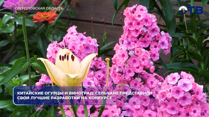 Китайские огурцы и виноград: сельчане представили свои лучшие разработки на конкурсе