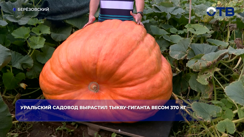 Уральский садовод вырастил тыкву-гиганта весом 370 кг