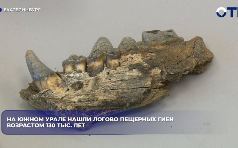 На Южном Урале нашли логово пещерных гиен возрастом 130 тыс. лет