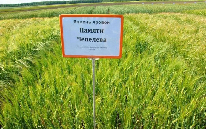 Уральский ячмень «Памяти Чепелева» признан лучшим сортом в России