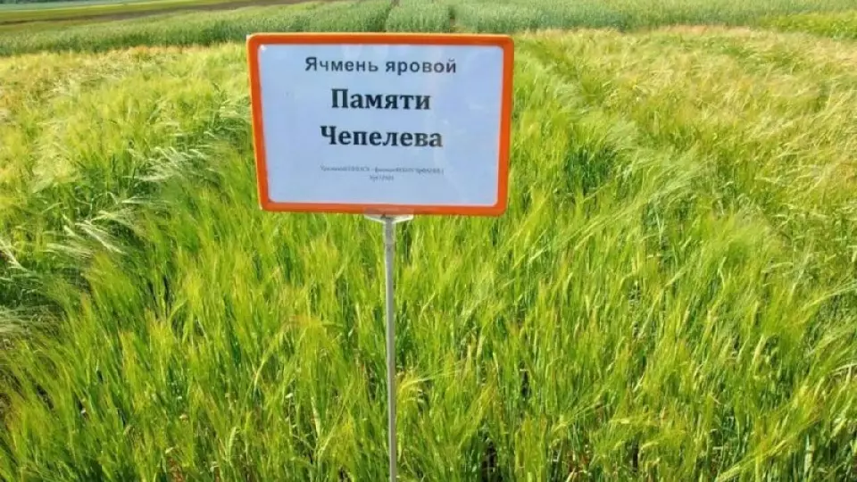 Уральский ячмень «Памяти Чепелева» признан лучшим сортом в России