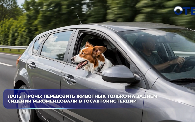 Лапы прочь: перевозить животных только на заднем сидении рекомендовали в Госавтоинспекции