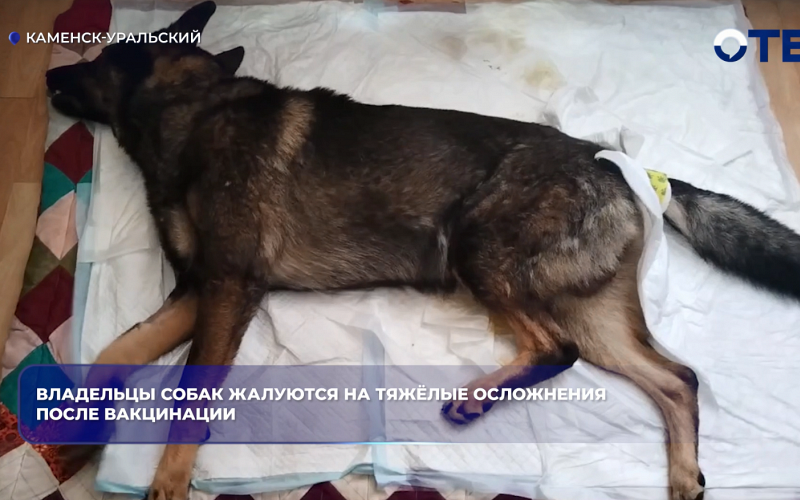 Владельцы собак жалуются на тяжёлые осложнения после вакцинации