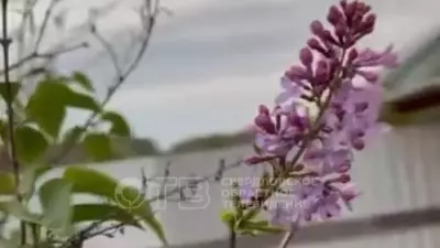 К чему приведет повторное цветение сирени в Свердловской области?