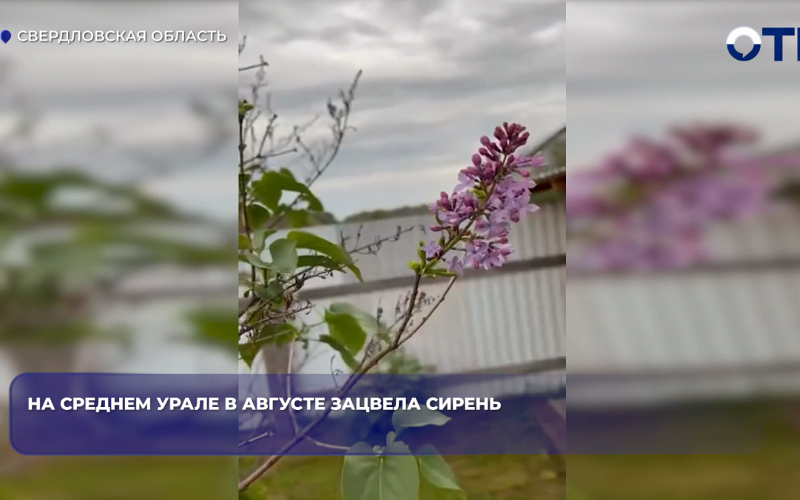 На Среднем Урале в августе зацвела сирень