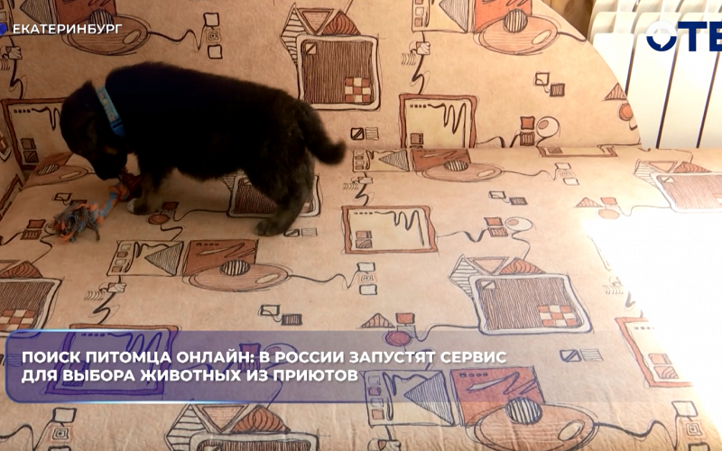 Поиск питомца онлайн: в России запустят cервис для выбора животных из приютов