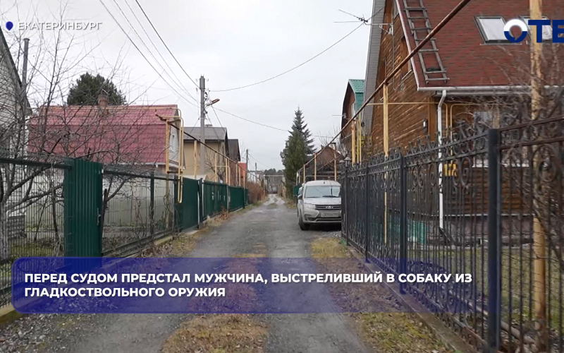 Перед судом предстал мужчина, выстреливший в собаку из гладкоствольного оружия