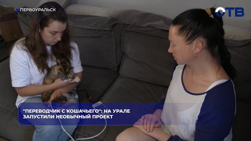 "Переводчик с кошачьего": на Урале запустили необычный проект