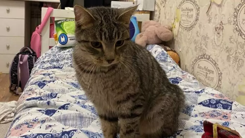 Кота сняли с макушки тополя в снегопад и приютили в Первоуральске