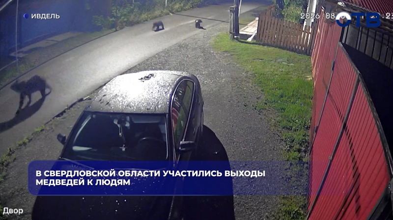 В Свердловской области участились выходы медведей к людям