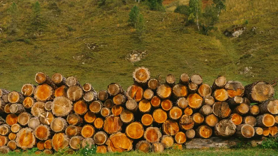 Незаконную вырубку леса на 450 млн рублей пресекли в Свердловской области