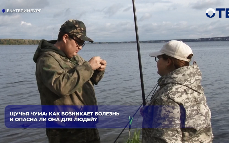 Щучья чума: как возникает болезнь и опасна ли она для людей?