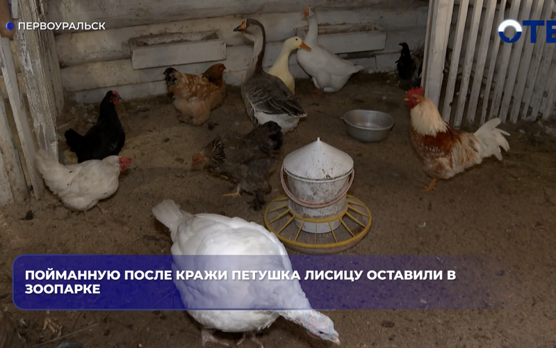 Пойманную после кражи петушка лисицу оставили в зоопарке