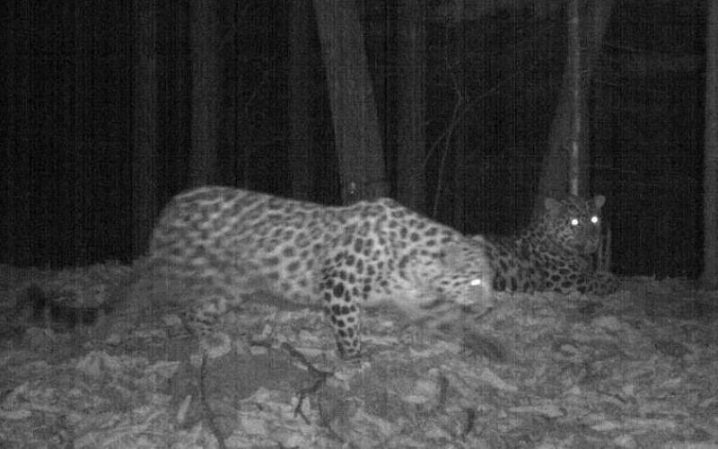 «Свидание» краснокнижных леопардов попало в объектив фотоловушки