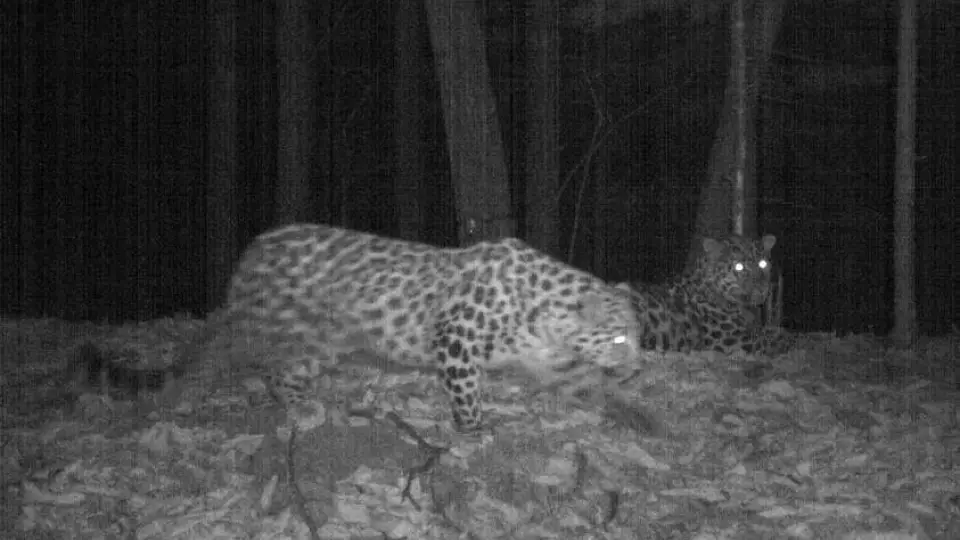 «Свидание» краснокнижных леопардов попало в объектив фотоловушки
