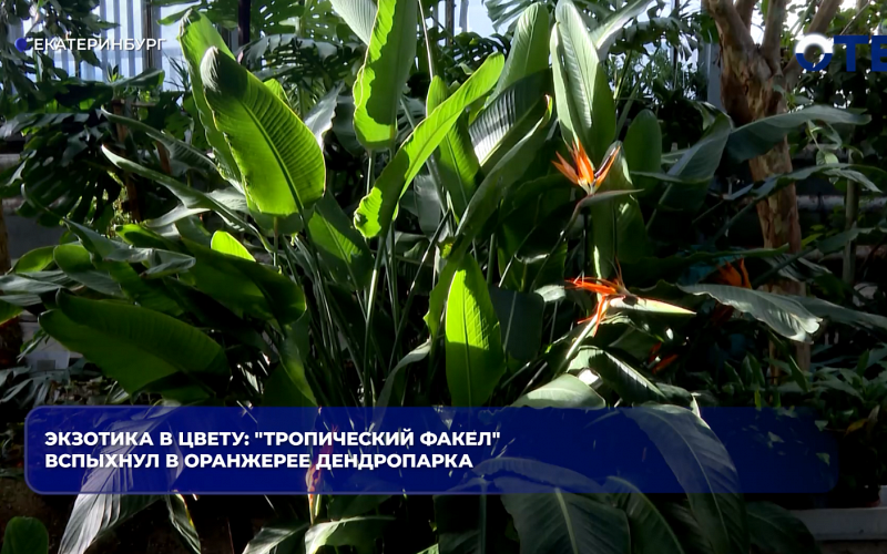 Экзотика в цвету: "Тропический факел" вспыхнул в оранжерее дендропарка